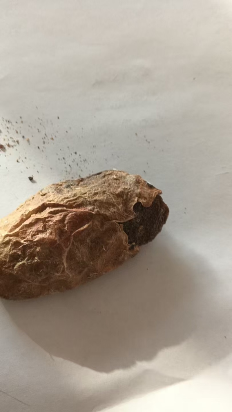 产地直供现挖鸡宝欢迎前来看货长期供应