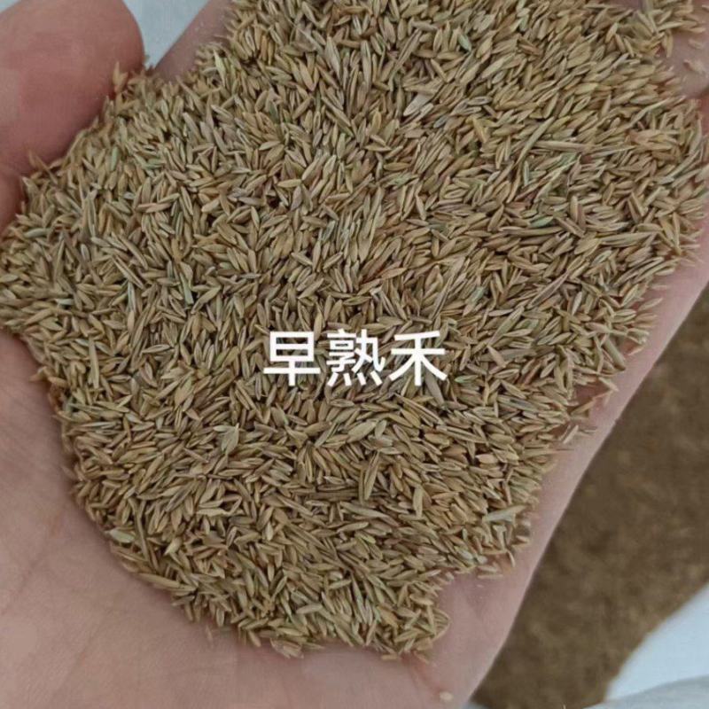 早熟禾草籽种子厂家发货一手货源批发价格优惠全国发货