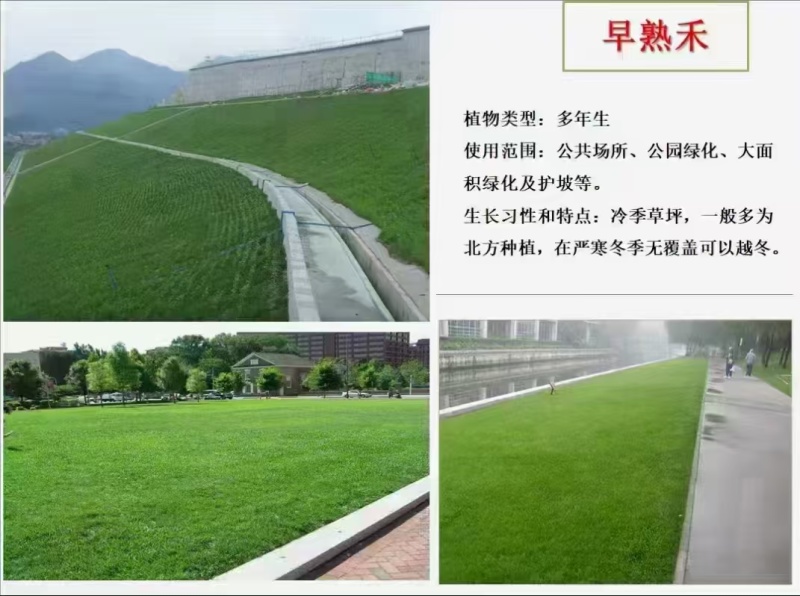早熟禾草籽种子厂家发货一手货源批发价格优惠全国发货