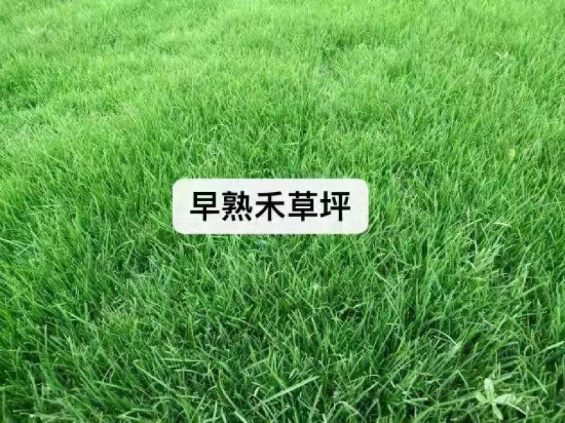 早熟禾草籽种子厂家发货一手货源批发价格优惠全国发货