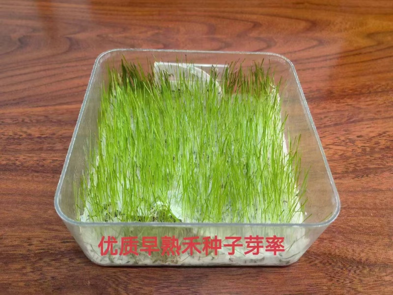 早熟禾草籽种子厂家发货一手货源批发价格优惠全国发货