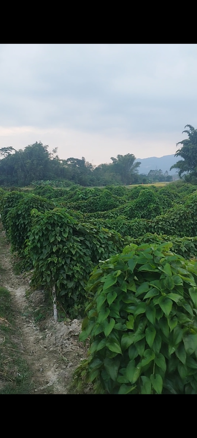 特别好吃：紫皮糯米淮山大量上市中又糯又粉又清甜，粉质又嫩