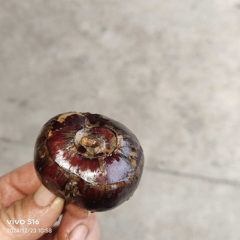 恭城马蹄大量上市，货源充足，产地直发，欢迎来电资询！