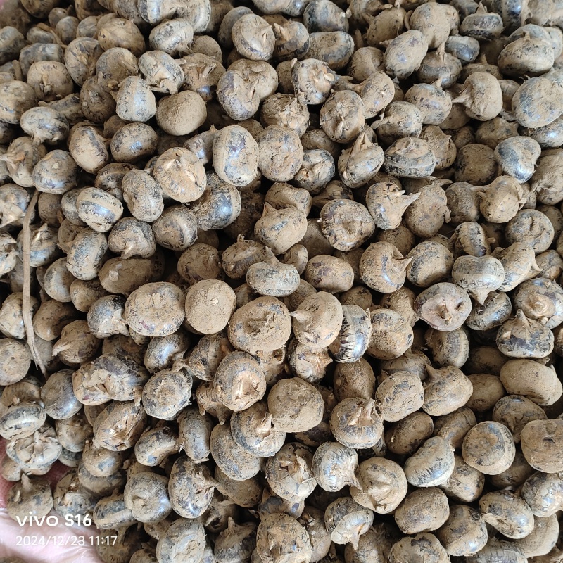 恭城马蹄大量上市，货源充足，产地直发，欢迎来电资询！