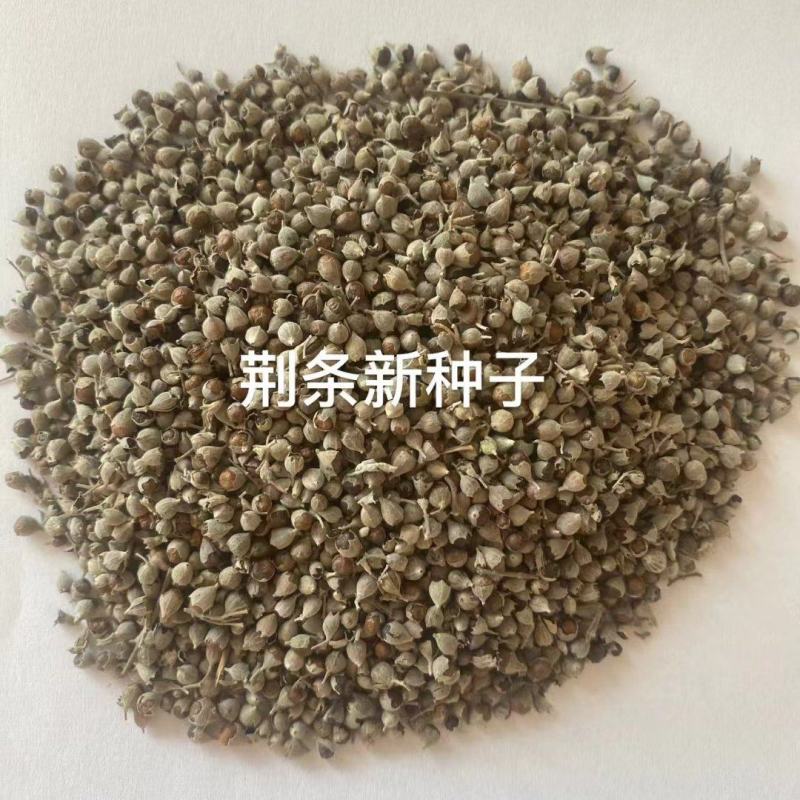 荆条种子厂家货源批发价格全国发货价格便宜欢迎下单咨询