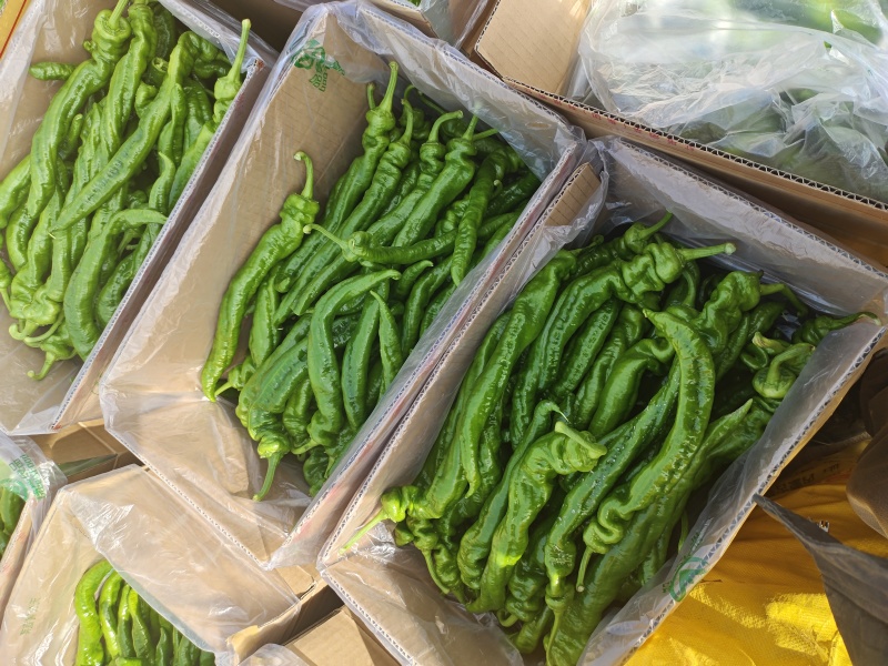 甘肃省平凉万亩大棚新苗螺丝椒，陇椒基地，大量供应