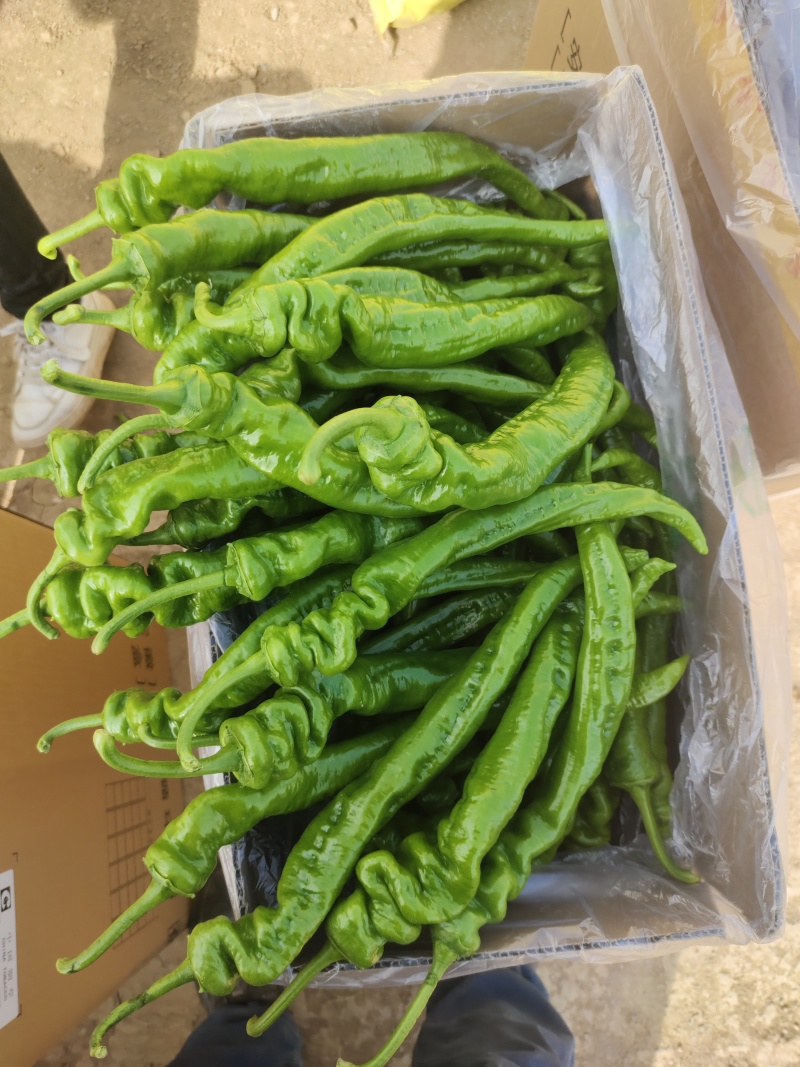 甘肃省平凉万亩大棚新苗螺丝椒，陇椒基地，大量供应