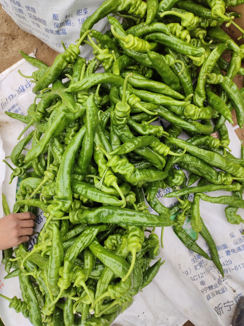 甘肃省平凉万亩大棚新苗螺丝椒，陇椒基地，大量供应