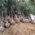 重庆3公分老鹰茶苗，重庆5公分老鹰茶树苗，重庆老鹰茶苗