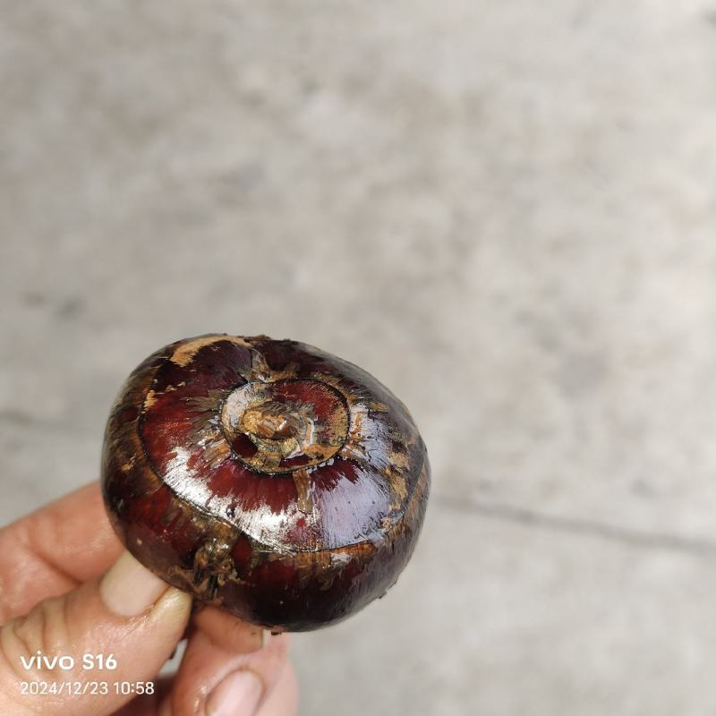恭城马蹄大量上市，货源充足，产地直发，欢迎来电资询！