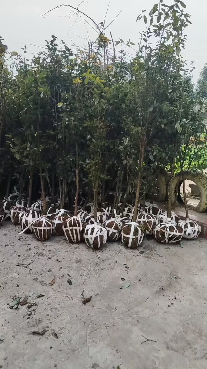 重庆3公分老鹰茶苗，重庆5公分老鹰茶树苗，重庆老鹰茶苗