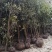 重庆3公分老鹰茶苗，重庆5公分老鹰茶树苗，重庆老鹰茶苗