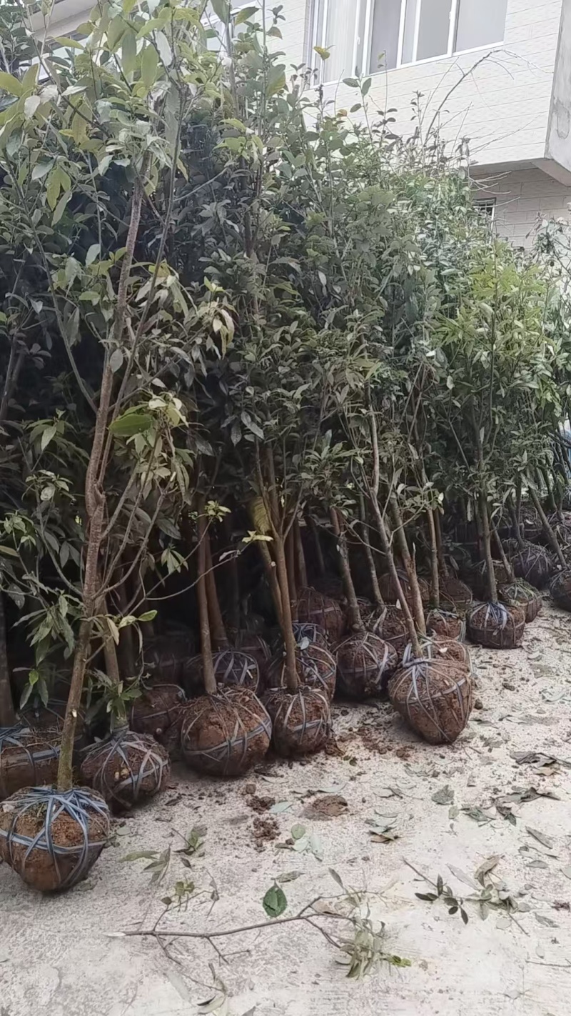 重庆3公分老鹰茶苗，重庆5公分老鹰茶树苗，重庆老鹰茶苗