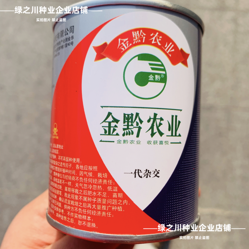贵阳小青瓜种子一串玲南瓜种子瓜深绿色油亮韩国翠玉小瓜种籽