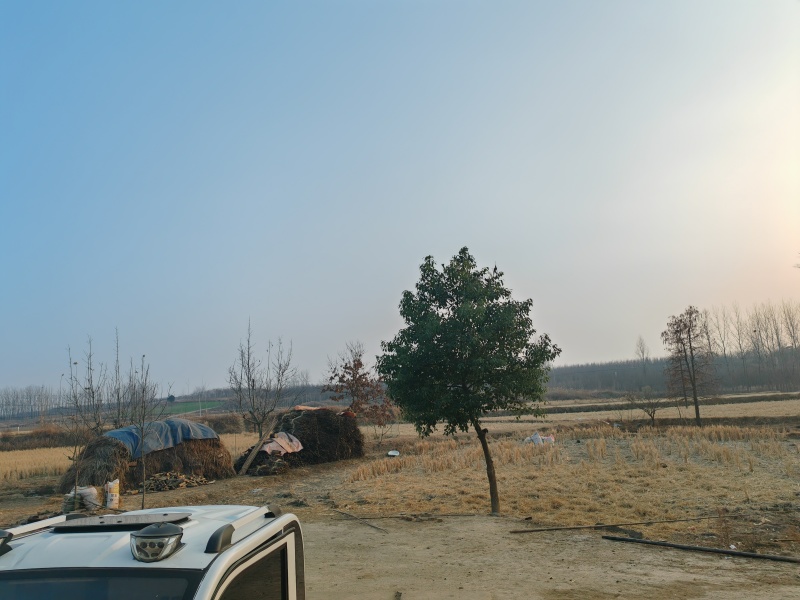 活鸡，鸡，农家土鸡，散放鸡，纯正农家土公鸡，土母鸡。