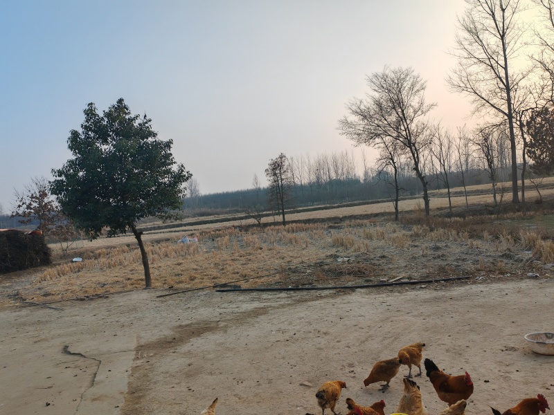 活鸡，鸡，农家土鸡，散放鸡，纯正农家土公鸡，土母鸡。