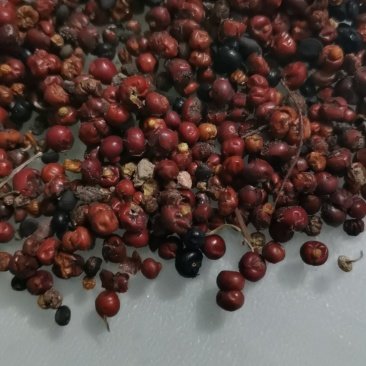茜草种子