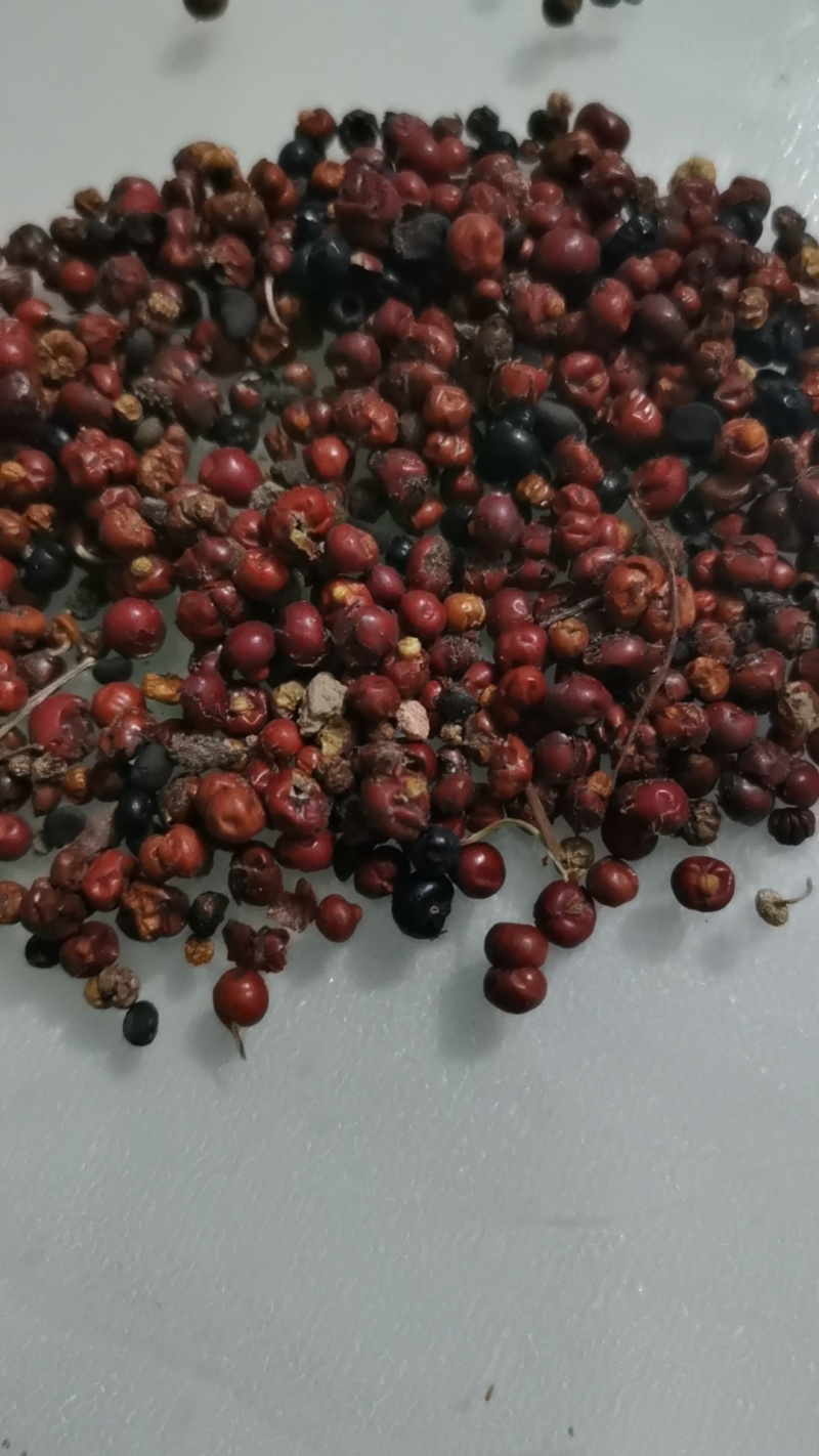 茜草种子