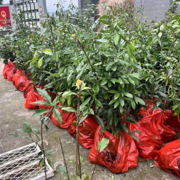 四川老鹰茶苗，重庆老鹰茶苗，贵州老鹰茶苗，1公分老鹰茶苗
