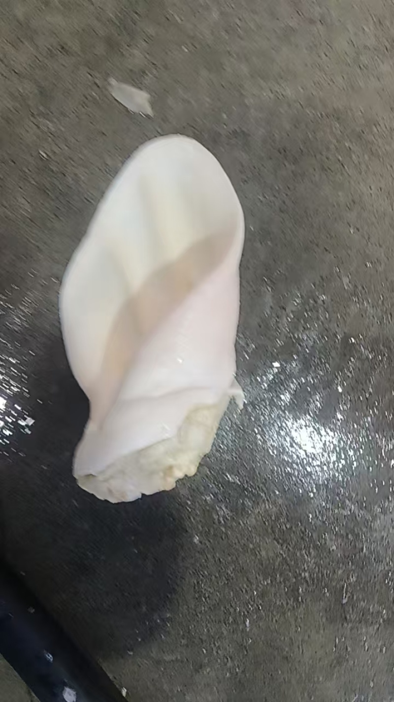 退毛牛耳朵