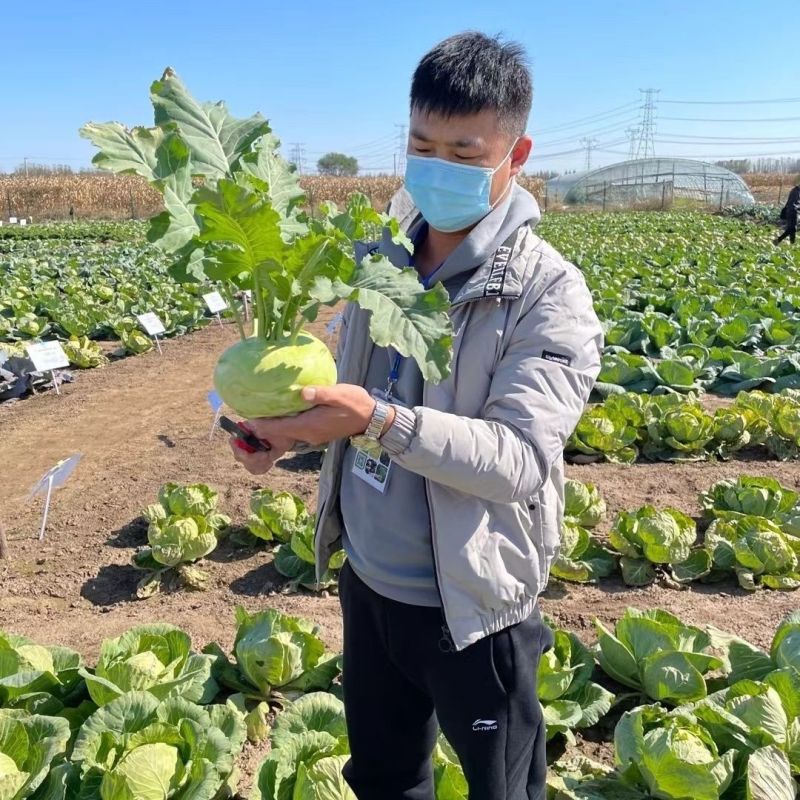 傲川苤蓝种子高产抗病三系杂交青苤蓝种籽四季蔬菜种孑春秋苤
