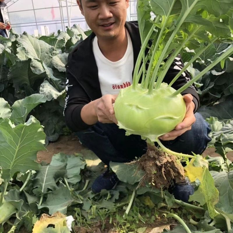 傲川苤蓝种子高产抗病三系杂交青苤蓝种籽四季蔬菜种孑春秋苤