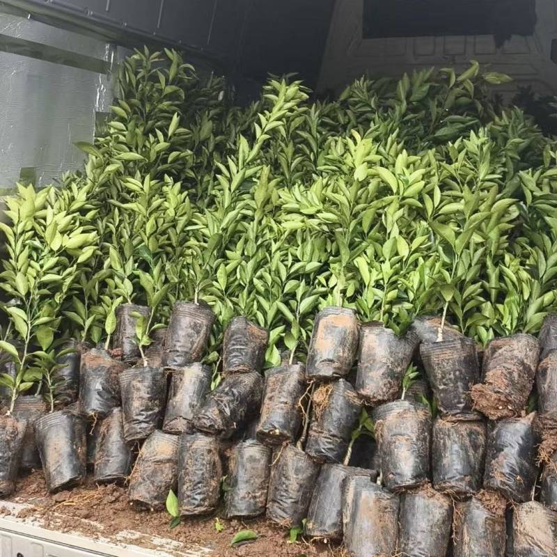四川沃柑苗，重庆沃柑苗，云南沃柑苗，贵州沃柑苗，柑橘苗