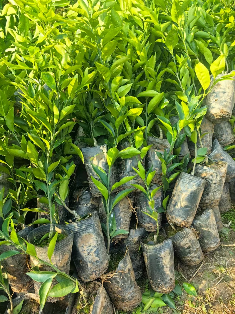 四川沃柑苗，重庆沃柑苗，云南沃柑苗，贵州沃柑苗，柑橘苗