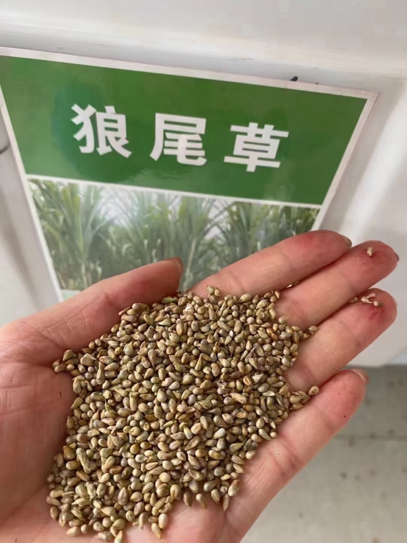 狼尾草种子厂家货源批发品质全国发货欢迎下单咨询