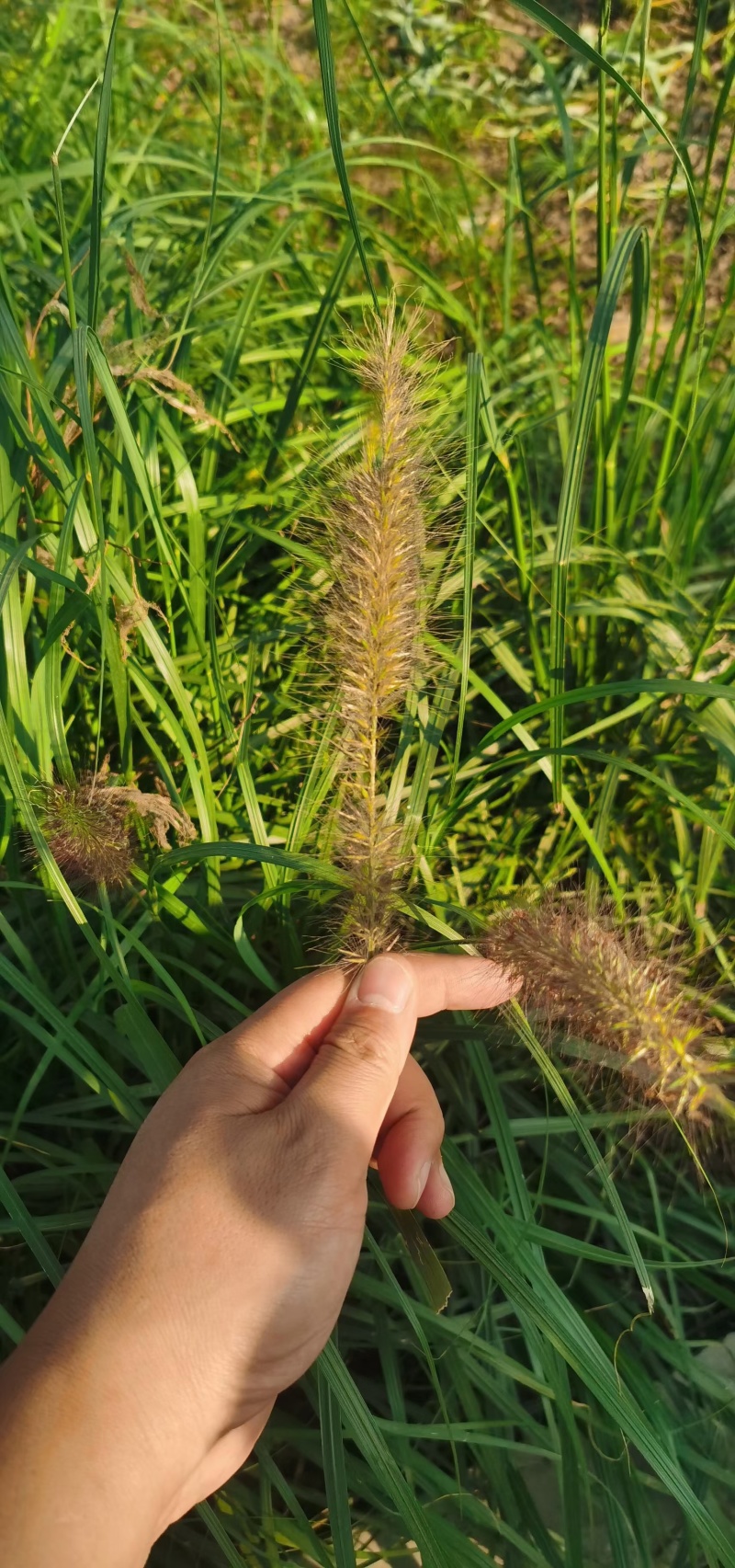 狼尾草种子厂家货源批发品质全国发货欢迎下单咨询