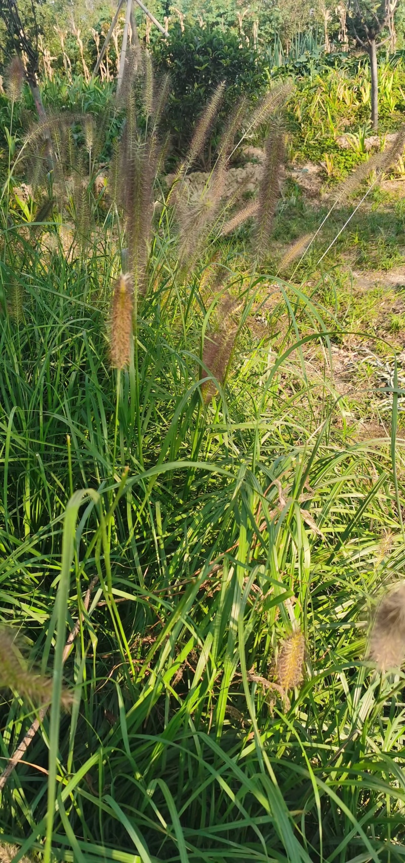 狼尾草种子厂家货源批发品质全国发货欢迎下单咨询