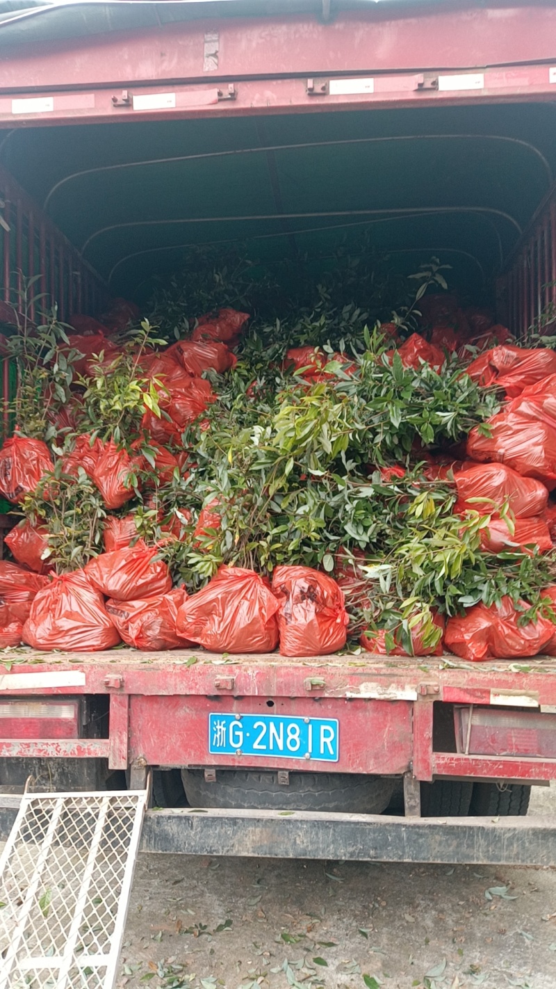 四川老鹰茶苗，重庆老鹰茶苗，贵州老鹰茶苗，1公分老鹰茶苗
