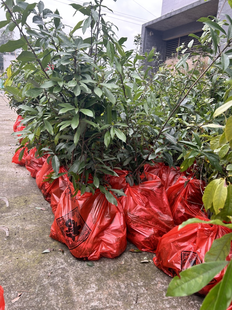 四川老鹰茶苗，重庆老鹰茶苗，贵州老鹰茶苗，1公分老鹰茶苗