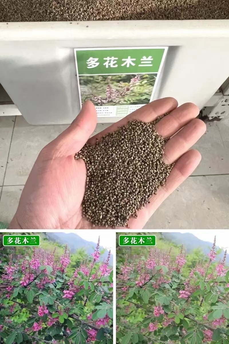 多花木兰种子厂家货源批发价格全国发货价格便宜欢迎下单咨询