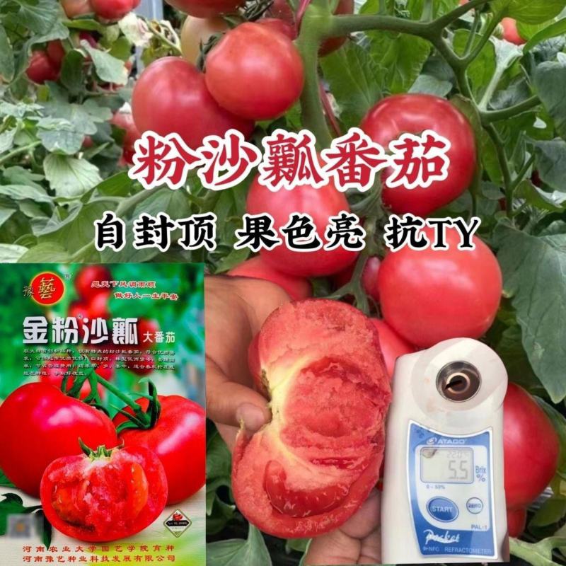 豫艺金粉沙瓤番茄种子大果西红柿种子沙瓤粉红番茄种籽有机自