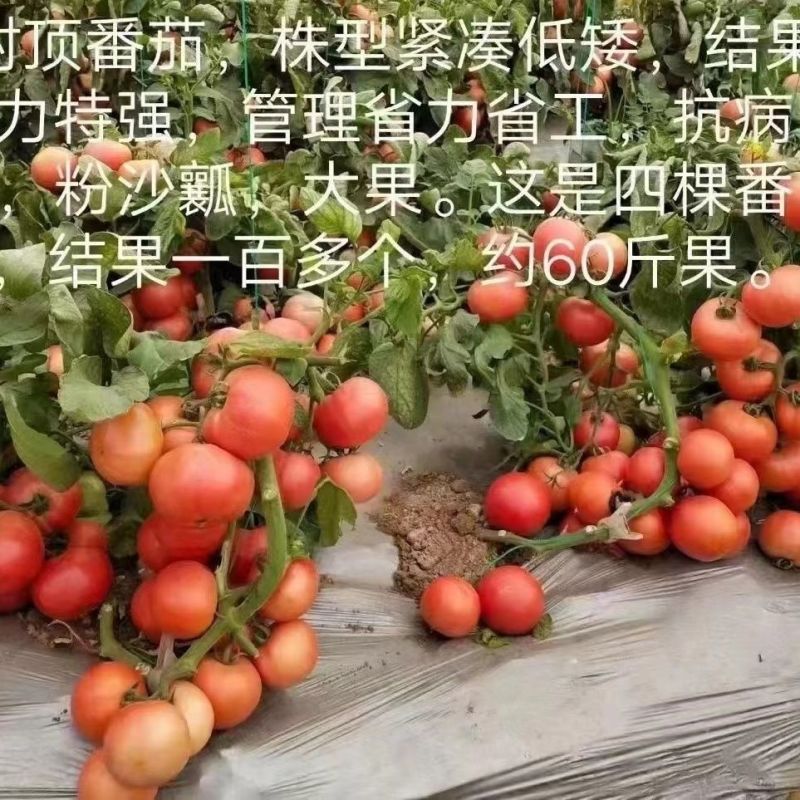 豫艺金粉沙瓤番茄种子大果西红柿种子沙瓤粉红番茄种籽有机自
