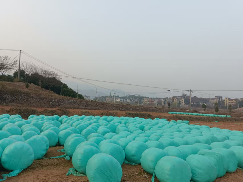 玉米全株青储，一手货源，厂家发货，包邮价格