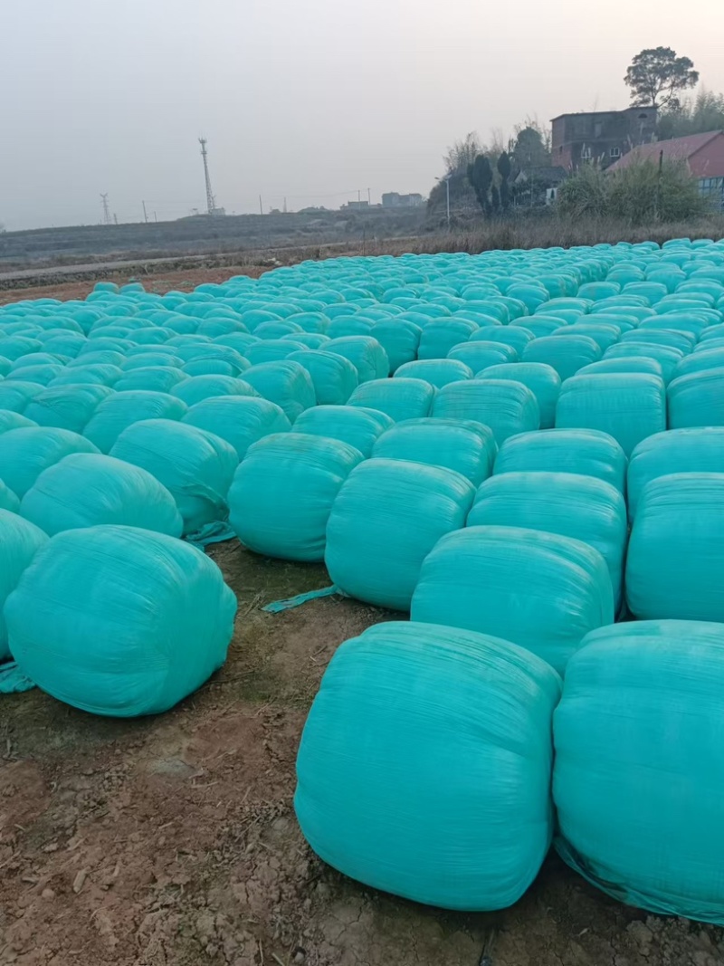 玉米全株青储，一手货源，厂家发货，包邮价格
