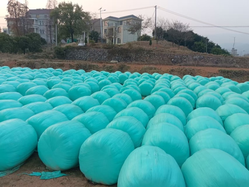 玉米全株青储，一手货源，厂家发货，包邮价格