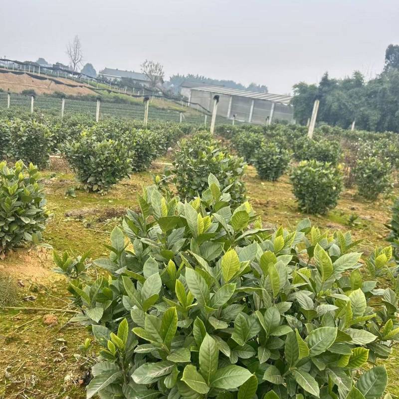 四川栀子花苗，贵州栀子花苗，重庆栀子花苗，陕西栀子花苗