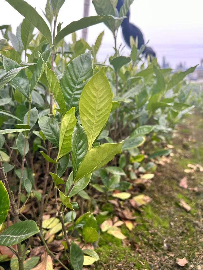 四川栀子花苗，贵州栀子花苗，重庆栀子花苗，陕西栀子花苗
