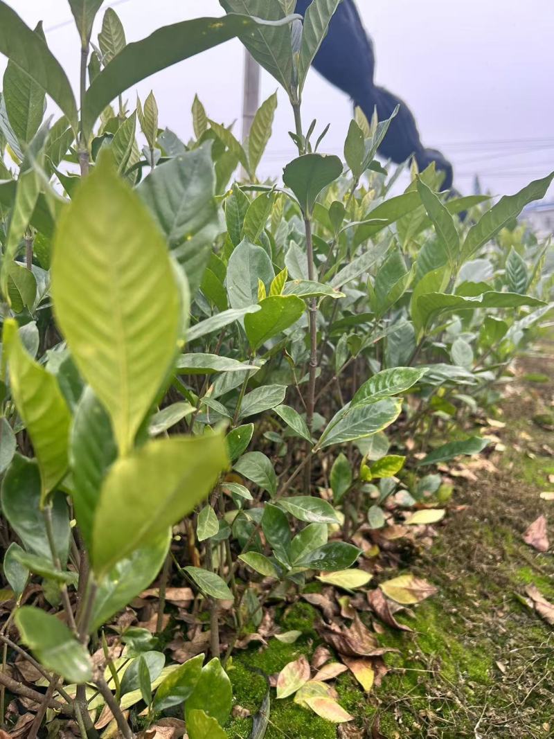 四川栀子花苗，贵州栀子花苗，重庆栀子花苗，陕西栀子花苗