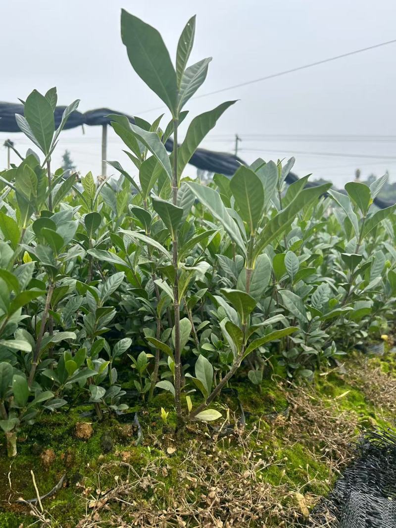 四川栀子花苗，贵州栀子花苗，重庆栀子花苗，陕西栀子花苗