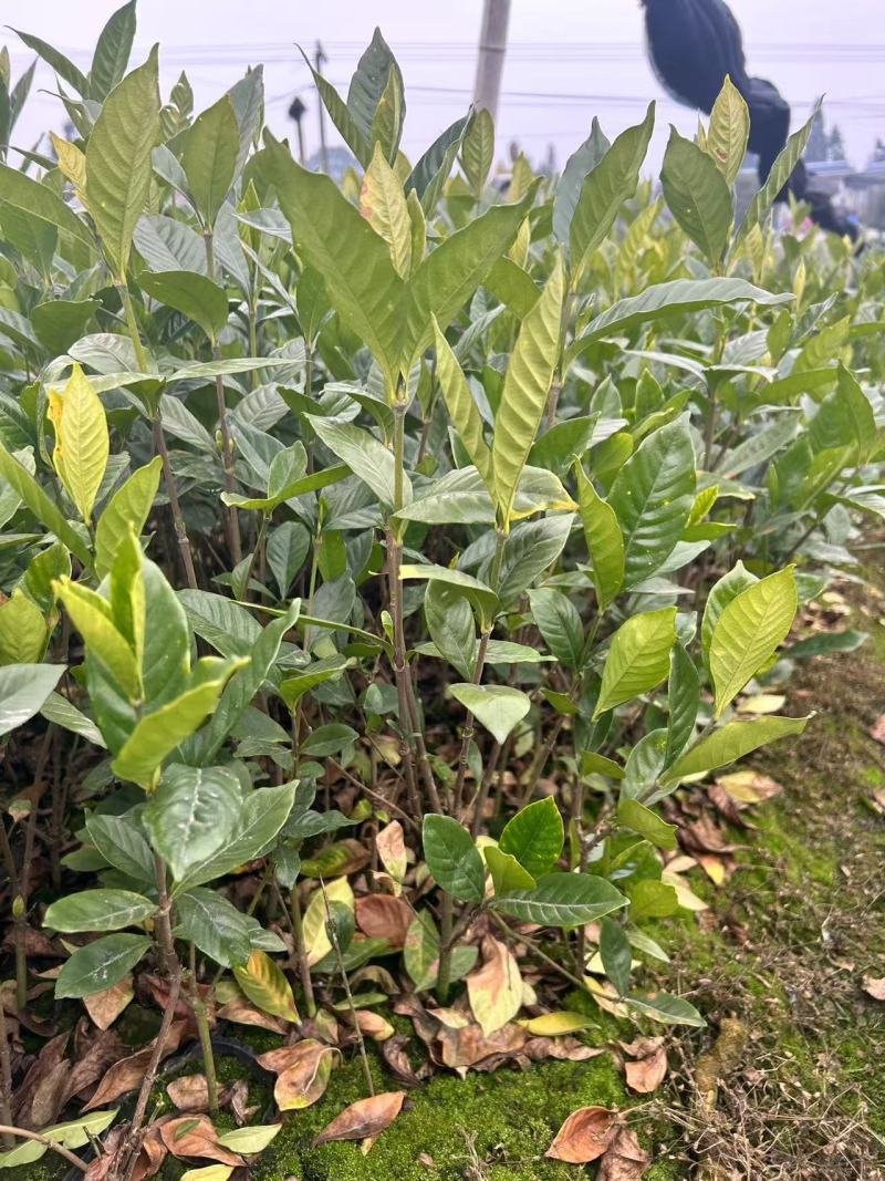 四川栀子花苗，贵州栀子花苗，重庆栀子花苗，陕西栀子花苗