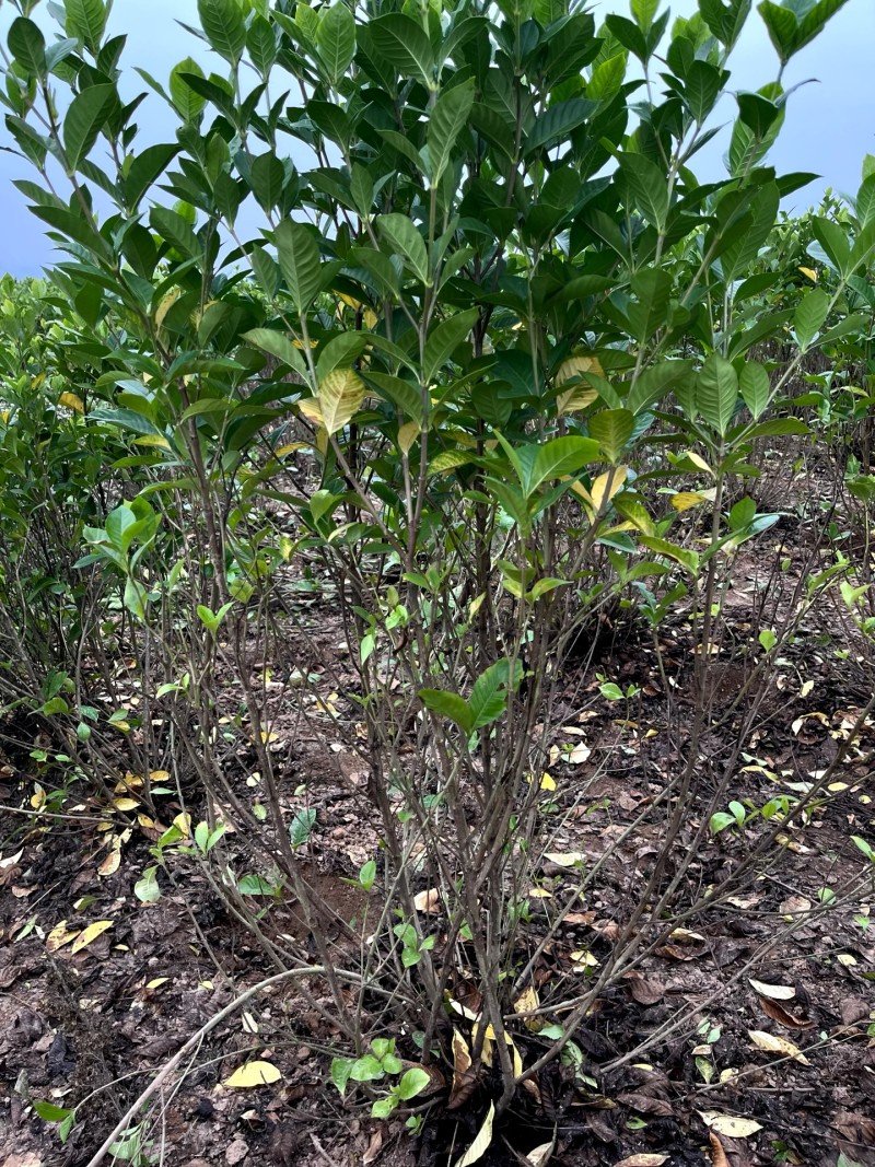四川栀子花苗，贵州栀子花苗，重庆栀子花苗，陕西栀子花苗
