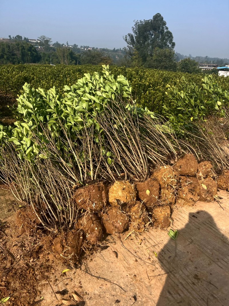 四川栀子花苗，贵州栀子花苗，重庆栀子花苗，陕西栀子花苗