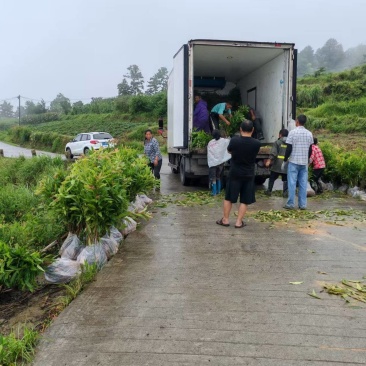 重庆木荷苗四川雅安名山绿化苗木品种齐全规格齐全成活率高