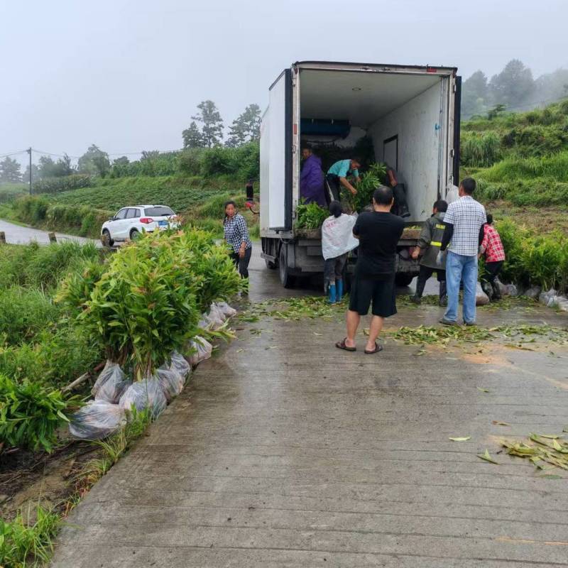 重庆木荷苗四川雅安名山绿化苗木品种齐全规格齐全成活率高
