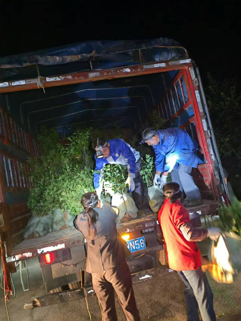重庆木荷苗四川雅安名山绿化苗木品种齐全规格齐全成活率高