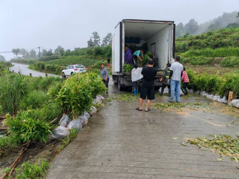 重庆木荷苗四川雅安名山绿化苗木品种齐全规格齐全成活率高